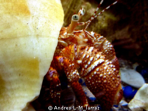 Hermit crab. by Andres L-M_larraz 